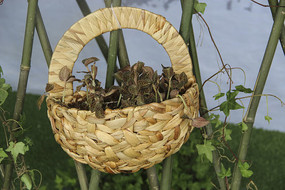 ����԰������