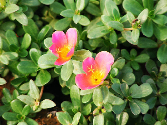 ��̫����