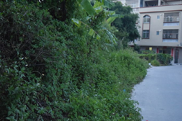 ·��Ұ����Ӱ