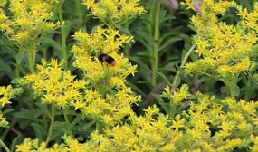 �����Ļƻ�����ͼƬ