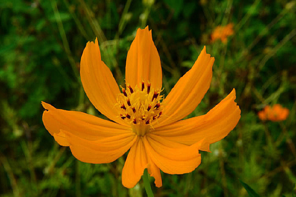 ������Ұ��