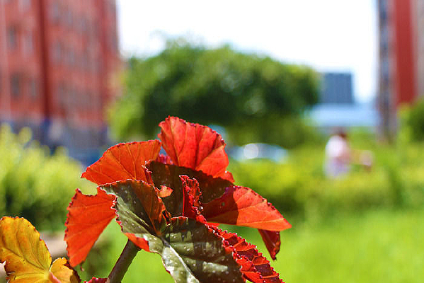 ��⾧Ө����Ҷ��