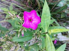 Ψ���Һ�ʯ��