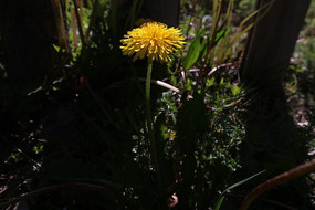 ���������µ�Ұ��