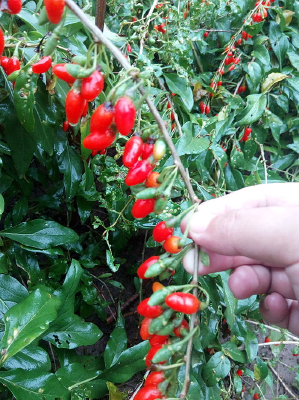 ���Ө��͸����轹�ʵ