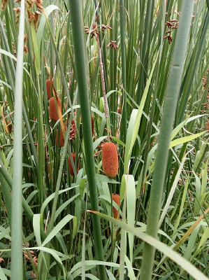 ���ߴ��е�ë����