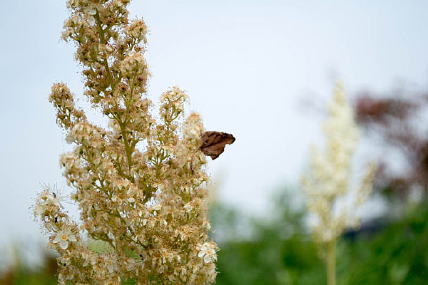 ��ɫƮ����д