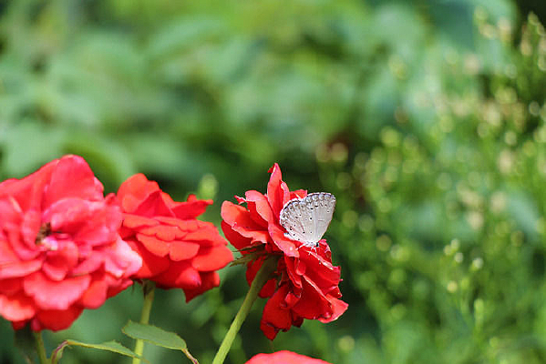 ���������ĺ���