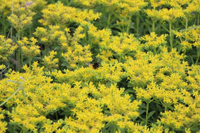 �����Ļƻ�����ͼƬ