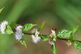 �����Ļ�֦