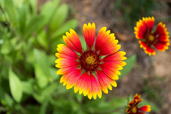 Ư���ĺ�ƻ���