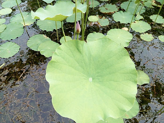 ���������ĺɻ�Ҷ