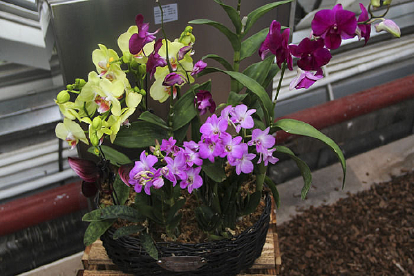 ԰������