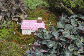 ԰����Ҷľ��