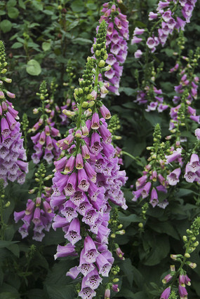 ��ɽ����