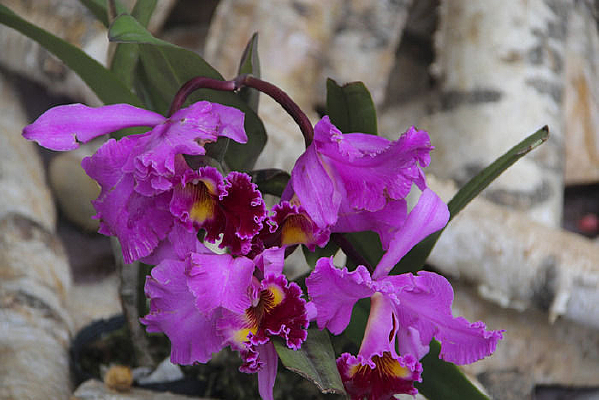 ��ɫ����