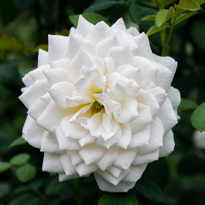 ��ɫ������Ӱд��