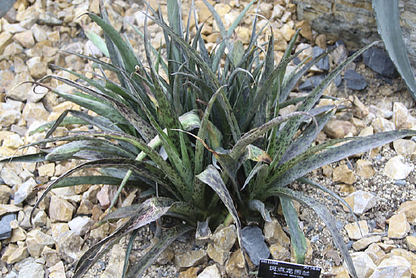 �ߵ�������