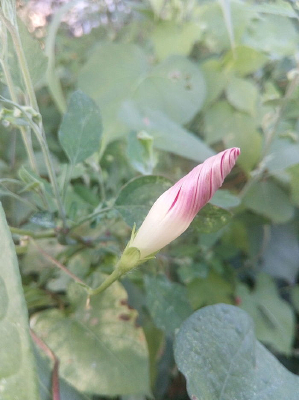 ����δ�������Ȼ���