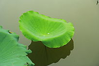 ������Ҷ¶��