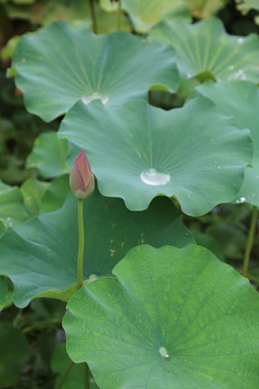 ���ŵĺɻ�����