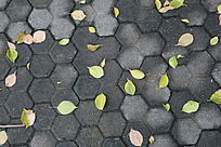 ��Ҷ����