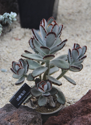 �����Ħ�ö�