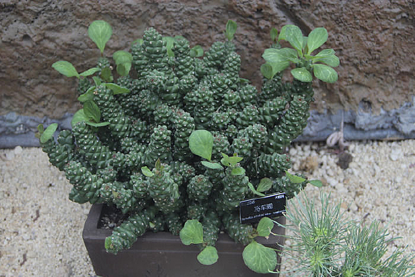 ���⽫����