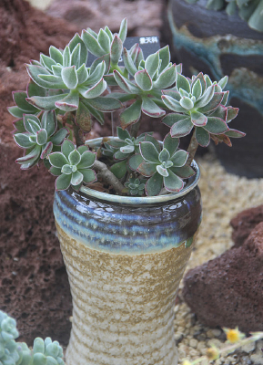 �������Ծ����