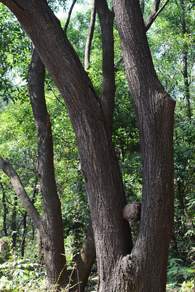 ��Ӱ����