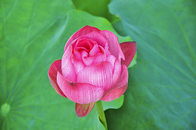 �������ŵĺɻ�