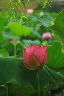 �ɻ�����