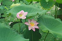 ��Ҷ����