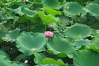 ��Ҷ�ɻ�����