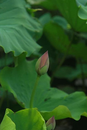 ��Ҷ�ɻ�����