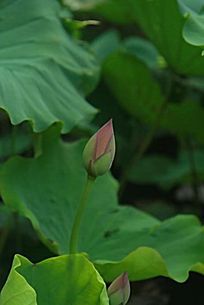 ��Ҷ�ɻ�����