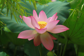 ��Ҷ�ɻ�����