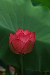 ��Ҷ�����ɻ�