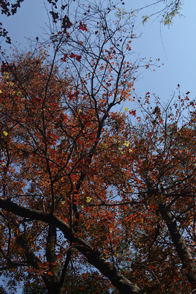 ������ɫ