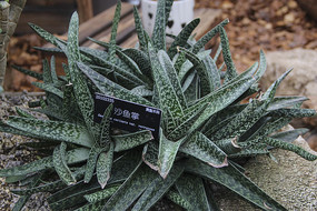 ��֬ľɳ����