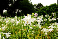 ������԰