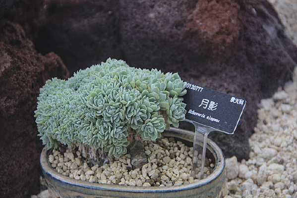 ����ƶ���ֲ��