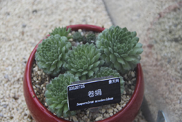 ����ƾ���