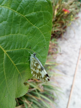 ��ֹ����Ҷ�ϵĻ�����