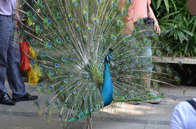 ����������ȸͼƬ