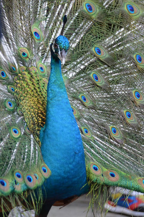 ��ȸ������дͼƬ