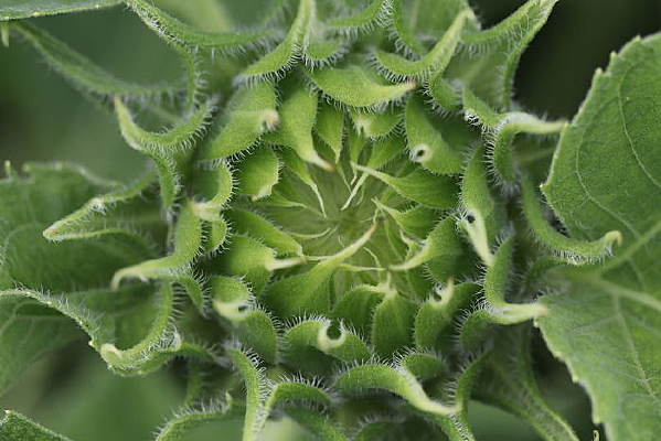 ���������ֲ�