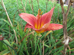 ��ή�Ļ�����֦Ҷ