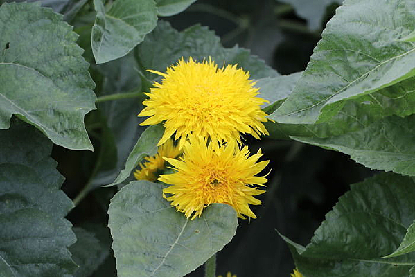 ���俪�ŵ����տ�