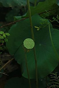 ��ɫ����ź